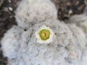 白星仙人掌開花|白星仙人掌開花：解開花朵的秘密與美麗 – 植物盆栽綠。